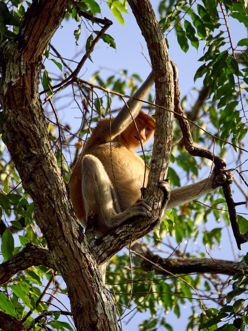 Female Proboscis Monkey, Kinabatangan river, Sabah, Malaysia