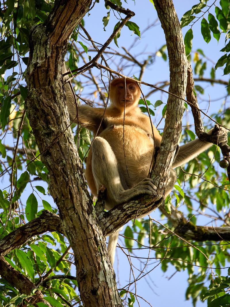 Female Proboscis Monkey, Kinabatangan river, Sabah, Malaysia
