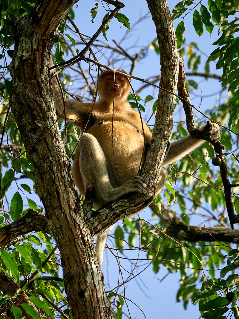 Female Proboscis Monkey, Kinabatangan river, Sabah, Malaysia