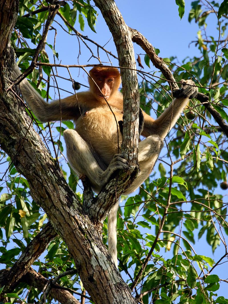 Female Proboscis Monkey, Kinabatangan river, Sabah, Malaysia