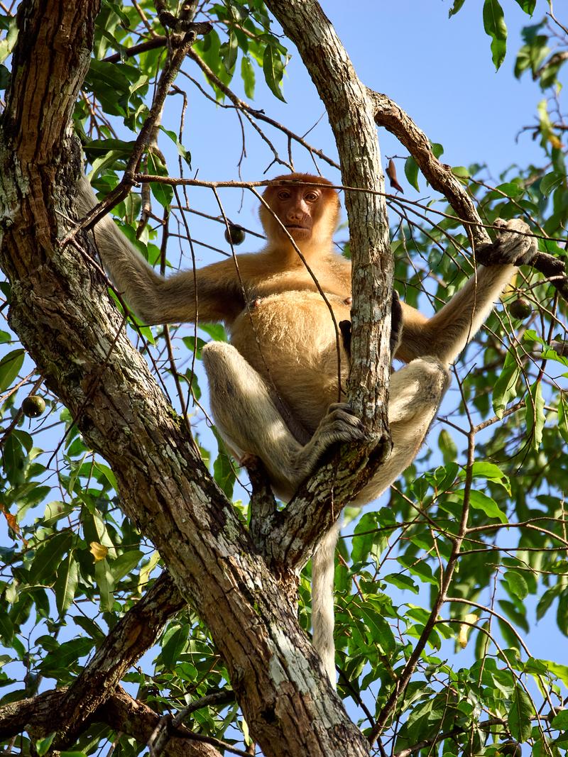 Female Proboscis Monkey, Kinabatangan river, Sabah, Malaysia