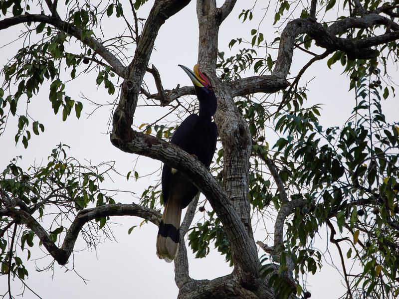 Rhinoceros hornbill, Kinabatangan river, Sabah, Malaysia