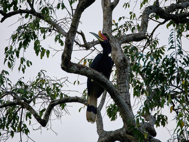 Rhinoceros hornbill, Kinabatangan river, Sabah, Malaysia