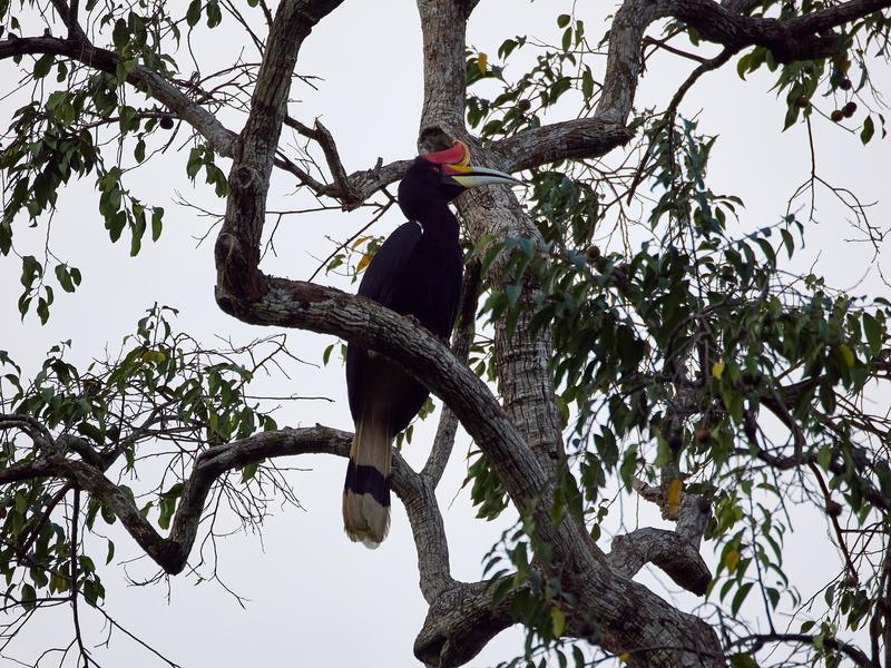 Rhinoceros hornbill, Kinabatangan river, Sabah, Malaysia