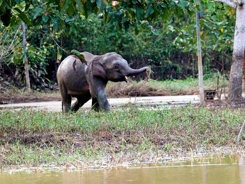 Pygmy elephant, Kinabatangan river, Sabah, Malaysia