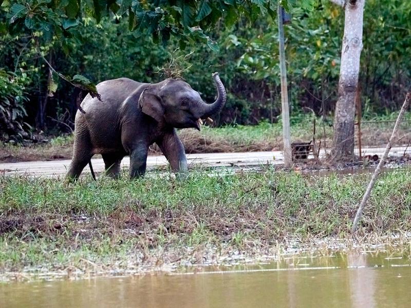 Pygmy elephant, Kinabatangan river, Sabah, Malaysia