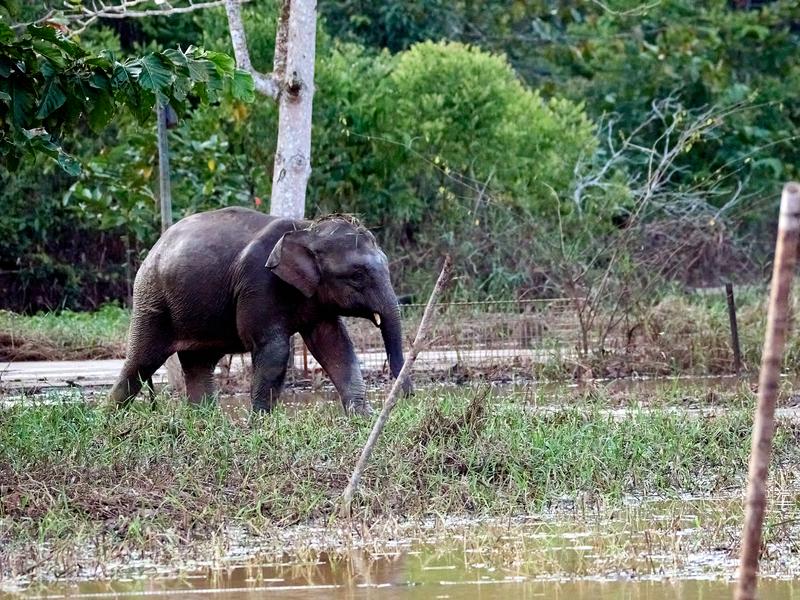 Pygmy elephant, Kinabatangan river, Sabah, Malaysia