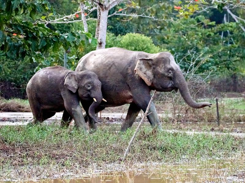 Pygmy elephants, Kinabatangan river, Sabah, Malaysia