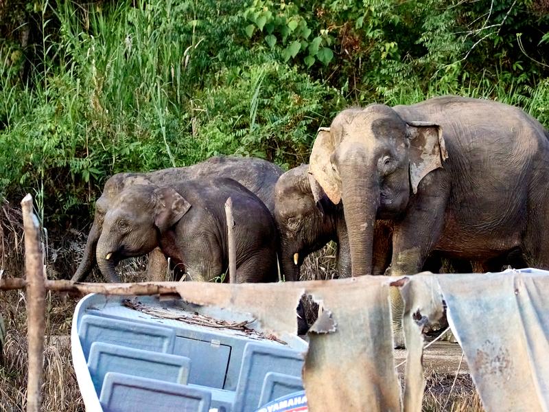 Pygmy elephants, Kinabatangan river, Sabah, Malaysia