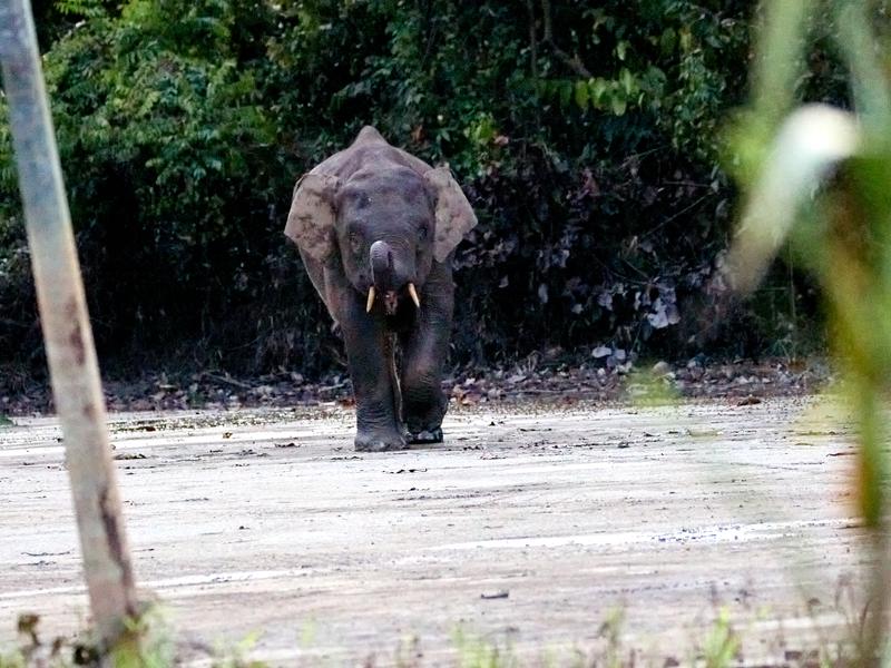 Pygmy elephant, Kinabatangan river, Sabah, Malaysia