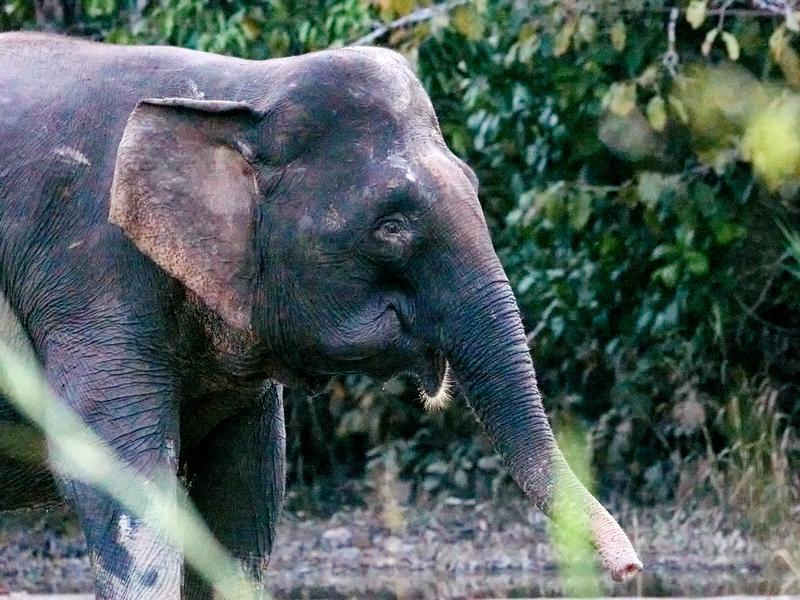 Pygmy elephant, Kinabatangan river, Sabah, Malaysia