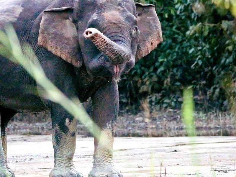 Pygmy elephant, Kinabatangan river, Sabah, Malaysia
