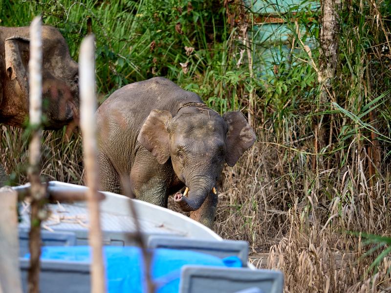 Pygmy elephant, Kinabatangan river, Sabah, Malaysia