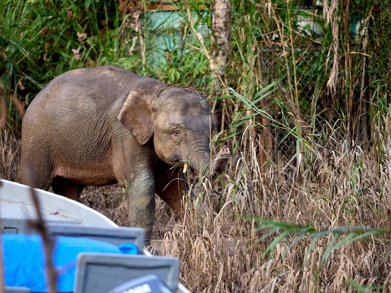 Pygmy elephant, Kinabatangan river, Sabah, Malaysia