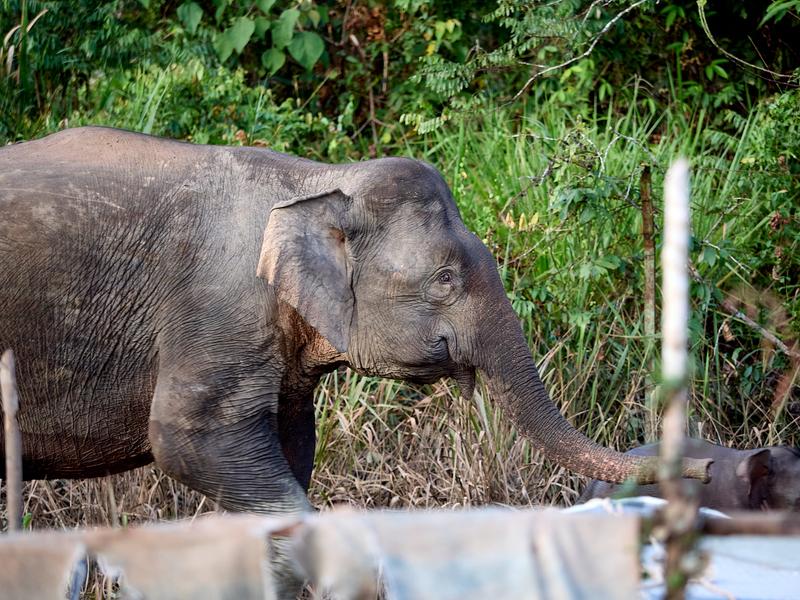 Pygmy elephant, Kinabatangan river, Sabah, Malaysia