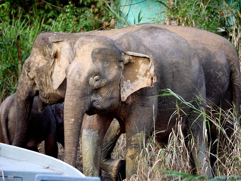 Pygmy elephant, Kinabatangan river, Sabah, Malaysia