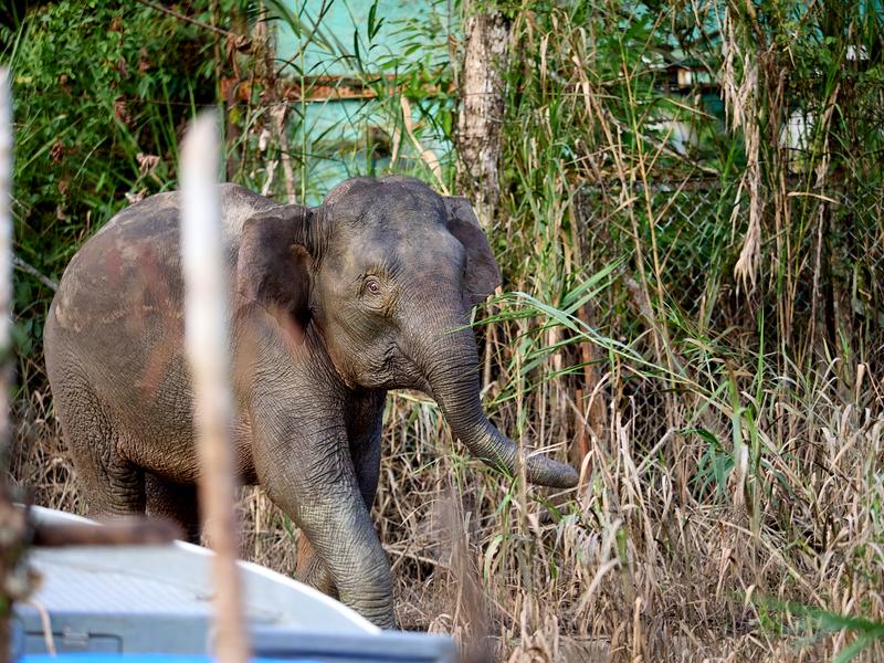 Pygmy elephant, Kinabatangan river, Sabah, Malaysia