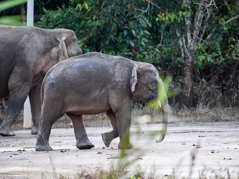Pygmy elephants, Kinabatangan river, Sabah, Malaysia