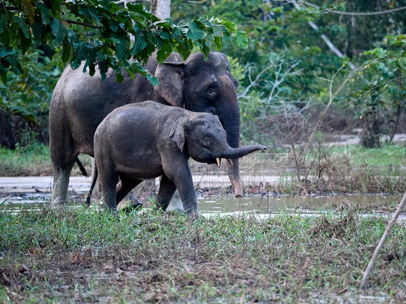 Pygmy elephants, Kinabatangan river, Sabah, Malaysia