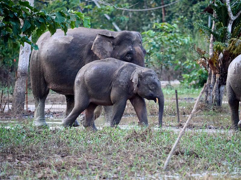 Pygmy elephants, Kinabatangan river, Sabah, Malaysia