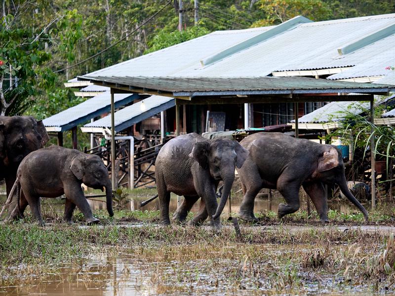 Pygmy elephants, Kinabatangan river, Sabah, Malaysia