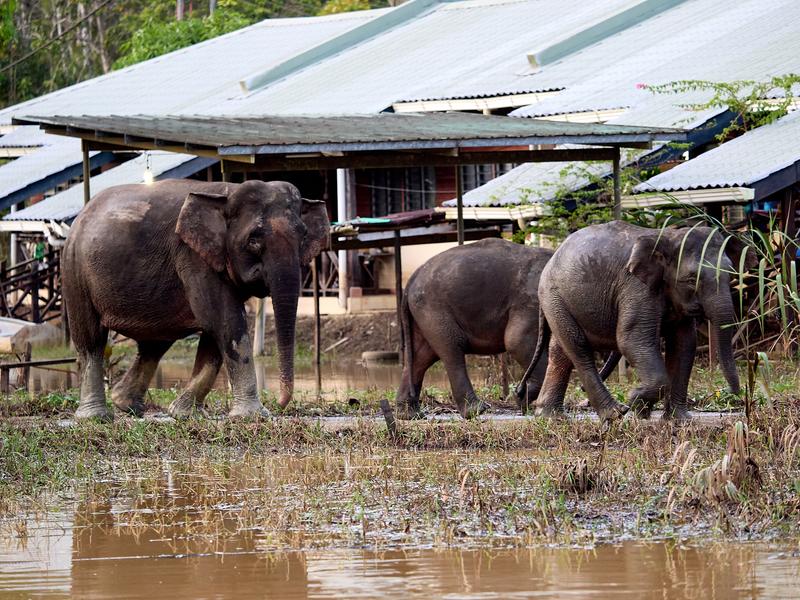Pygmy elephants, Kinabatangan river, Sabah, Malaysia