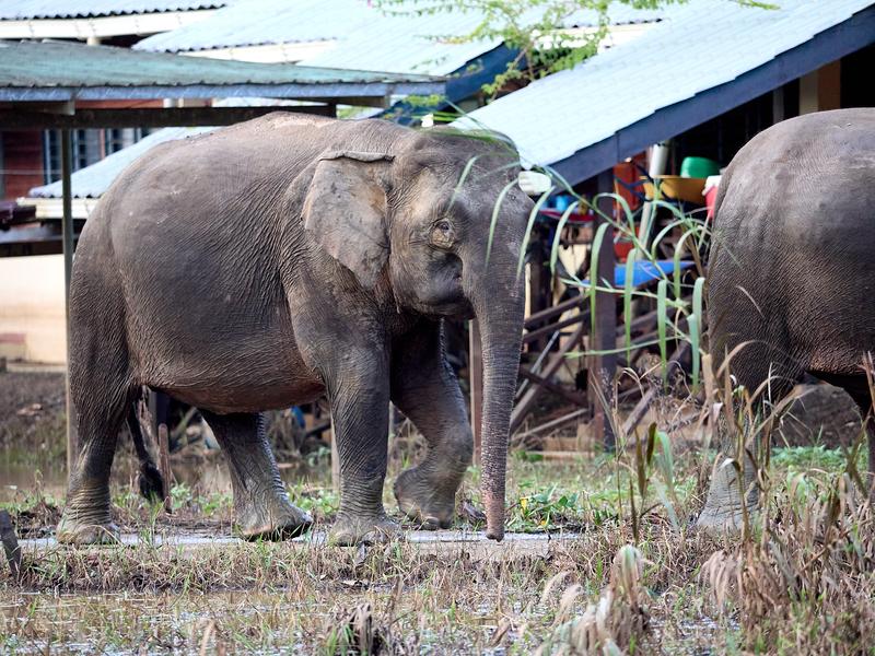 Pygmy elephants, Kinabatangan river, Sabah, Malaysia