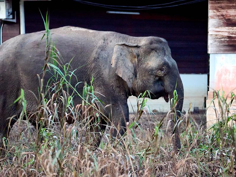 Pygmy elephants, Kinabatangan river, Sabah, Malaysia