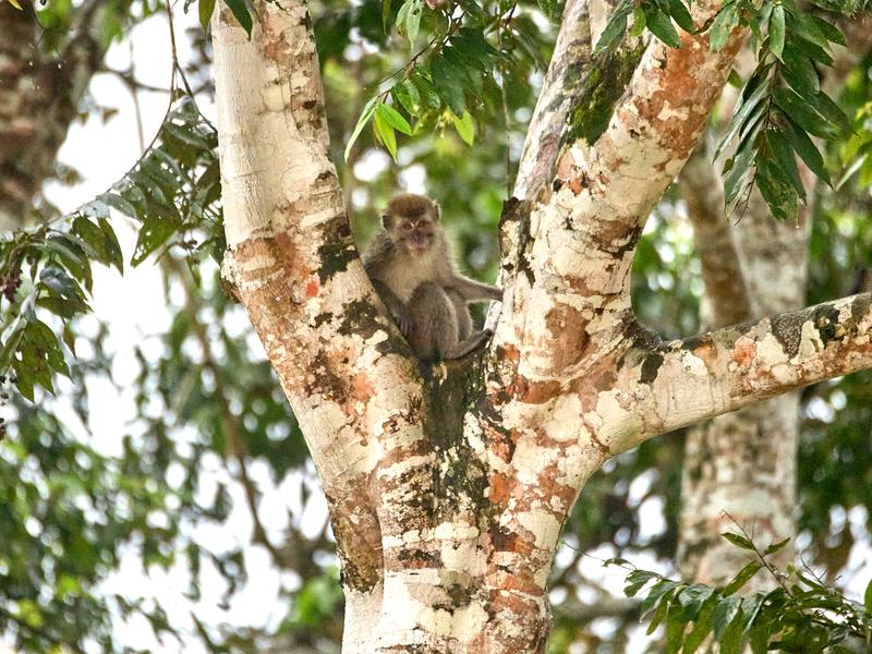 Long-tailed Macaque monkeys, Kinabatangan river, Sabah, Malaysia