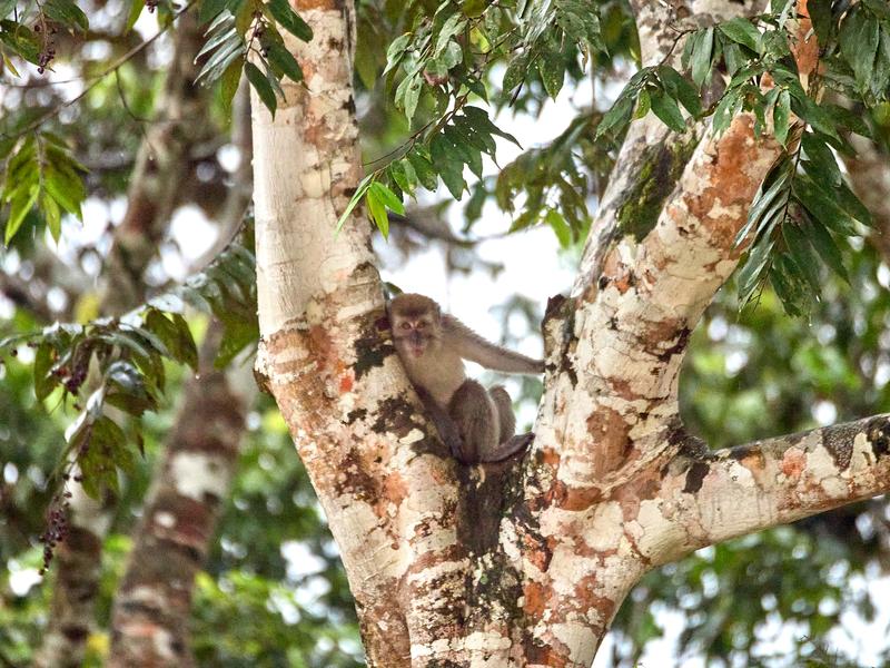 Long-tailed Macaque monkeys, Kinabatangan river, Sabah, Malaysia
