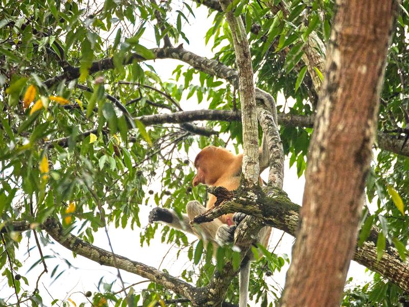 Male Proboscis Monkey, Kinabatangan river, Sabah, Malaysia