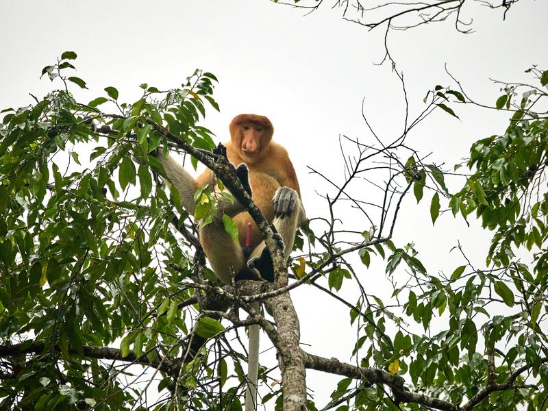 Male Proboscis Monkey, Kinabatangan river, Sabah, Malaysia