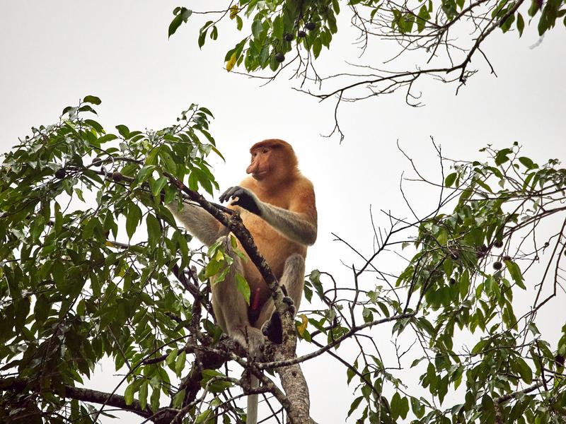 Male Proboscis Monkey, Kinabatangan river, Sabah, Malaysia