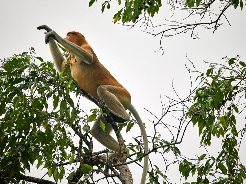Male Proboscis Monkey, Kinabatangan river, Sabah, Malaysia