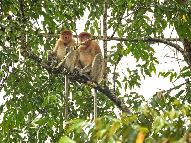 Female Proboscis Monkeys, Kinabatangan river, Sabah, Malaysia