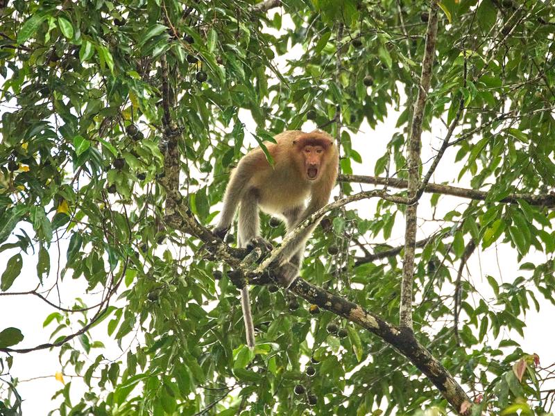 Female Proboscis Monkey, Kinabatangan river, Sabah, Malaysia