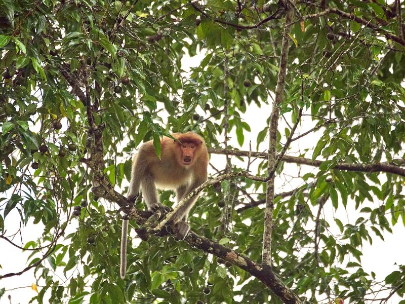 Female Proboscis Monkey, Kinabatangan river, Sabah, Malaysia