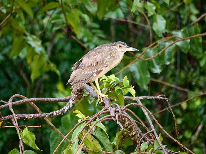 Black-crowned night heron, Kinabatangan river, Sabah, Malaysia