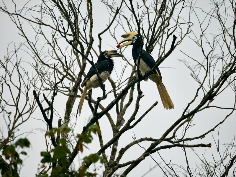 Oriental pied hornbill, Kinabatangan river, Sabah, Malaysia