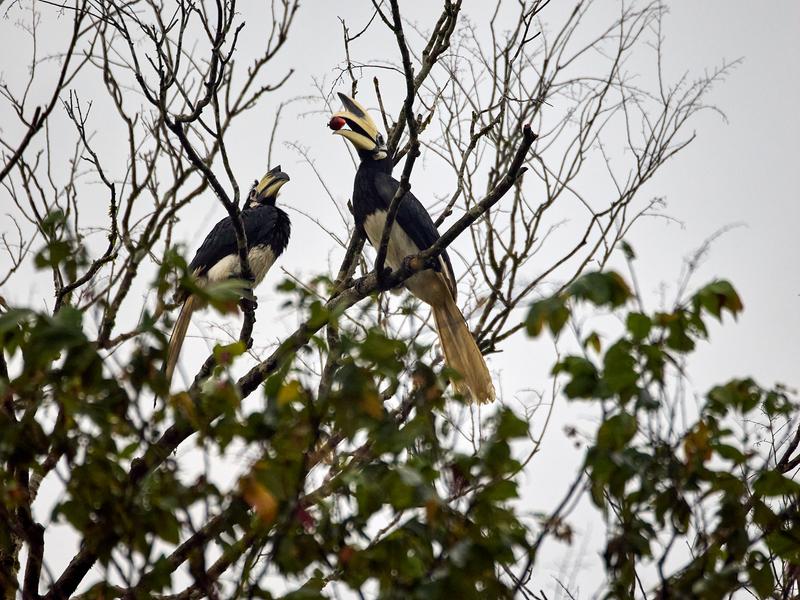 Oriental pied hornbill, Kinabatangan river, Sabah, Malaysia