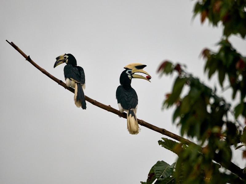Oriental pied hornbill, Kinabatangan river, Sabah, Malaysia