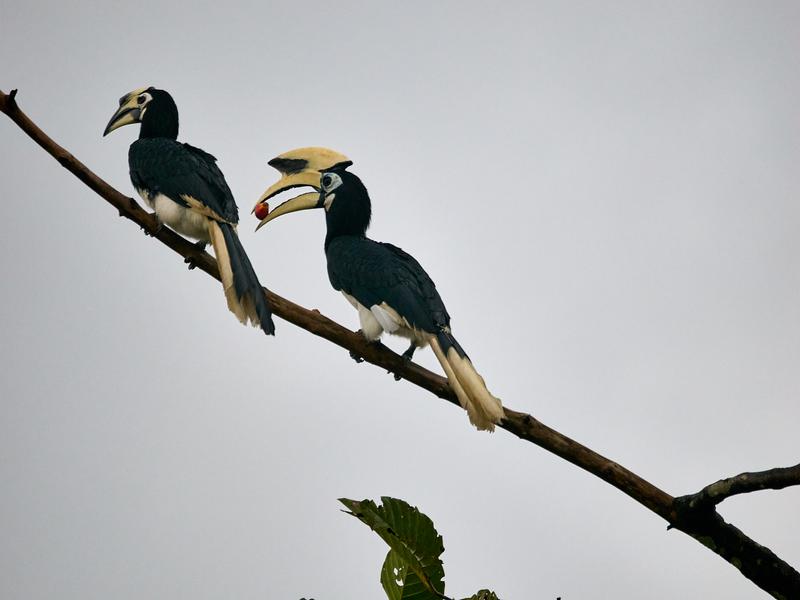 Oriental pied hornbill, Kinabatangan river, Sabah, Malaysia