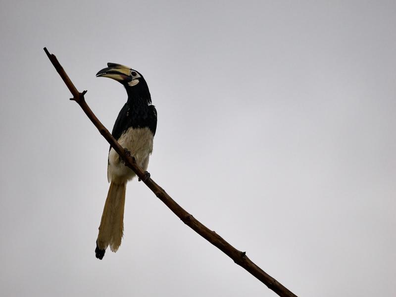 Oriental pied hornbill, Kinabatangan river, Sabah, Malaysia