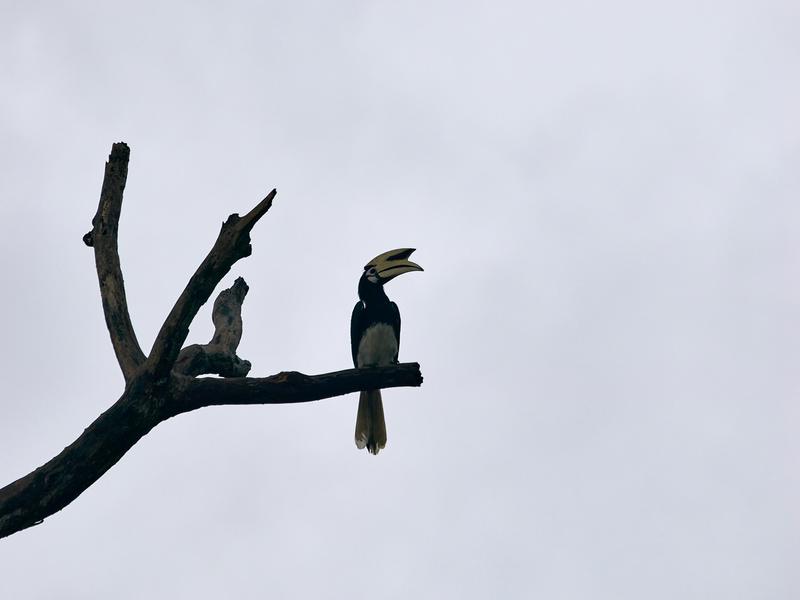 Oriental pied hornbill, Kinabatangan river, Sabah, Malaysia