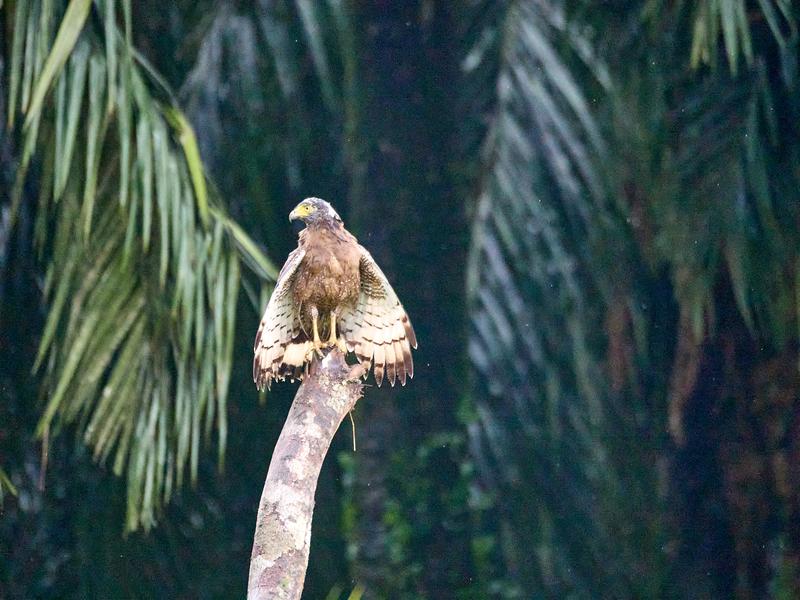 Crested Serpent Eagle, Kinabatangan river, Sabah, Malaysia