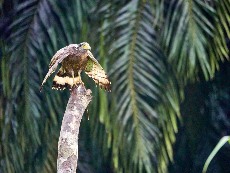 Crested Serpent Eagle, Kinabatangan river, Sabah, Malaysia