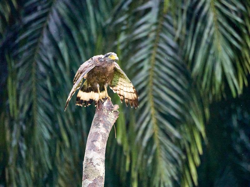 Crested Serpent Eagle, Kinabatangan river, Sabah, Malaysia