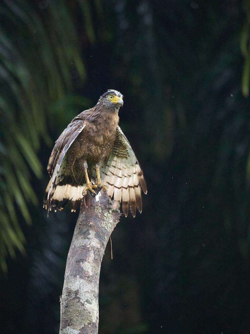 Crested Serpent Eagle, Kinabatangan river, Sabah, Malaysia