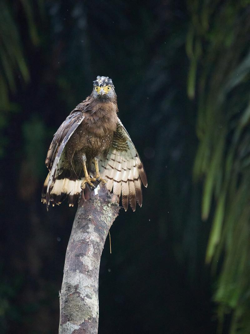 Crested Serpent Eagle, Kinabatangan river, Sabah, Malaysia