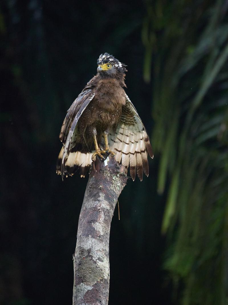 Crested Serpent Eagle, Kinabatangan river, Sabah, Malaysia
